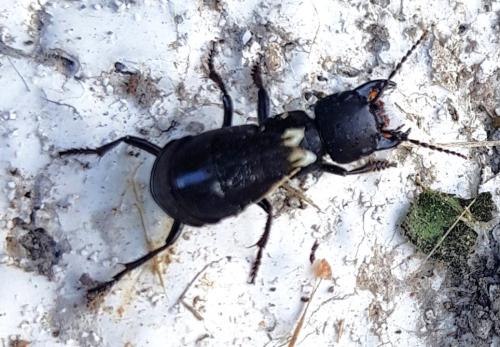 Ocypus sp.